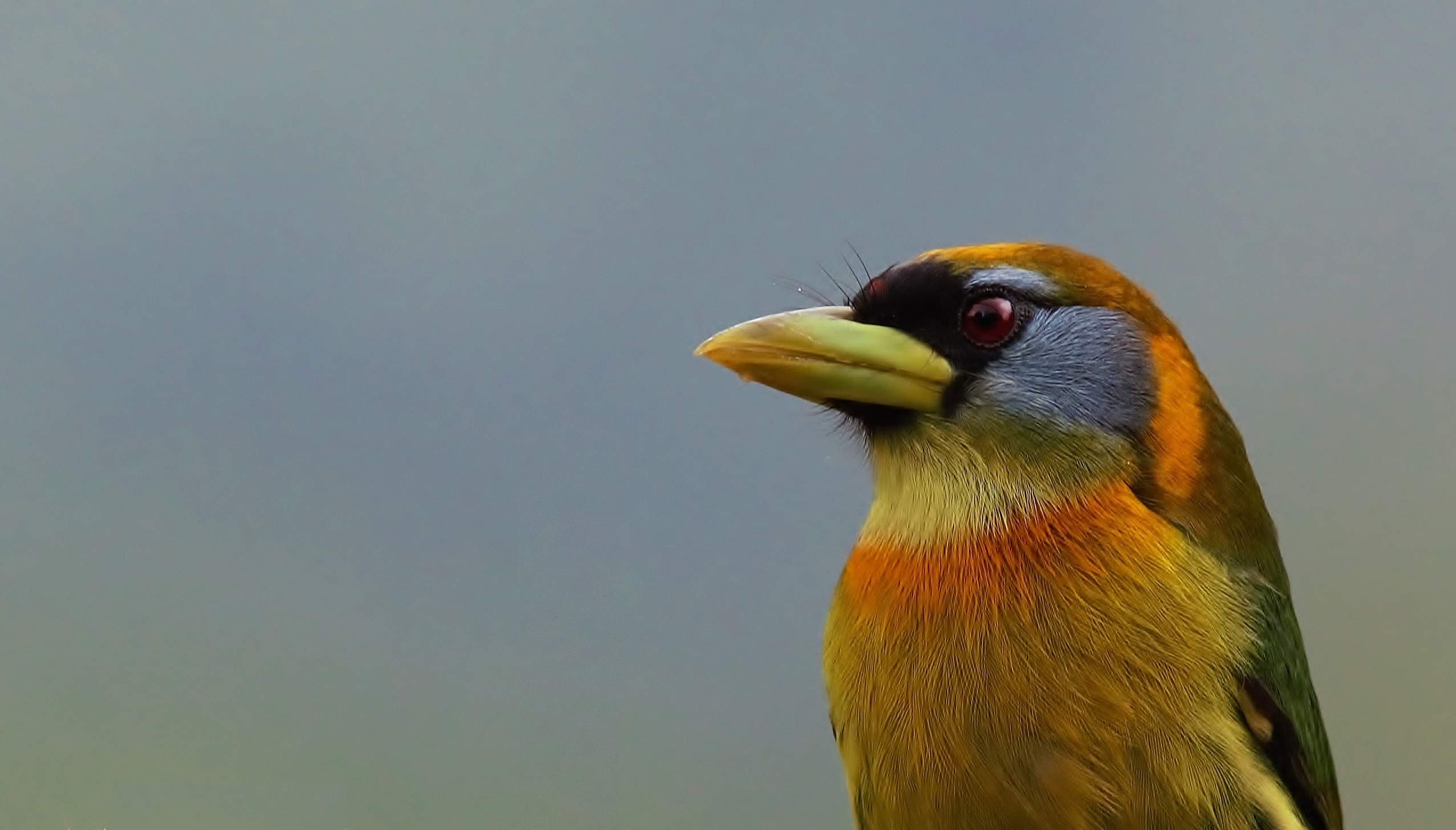 Red-headed Barbet
